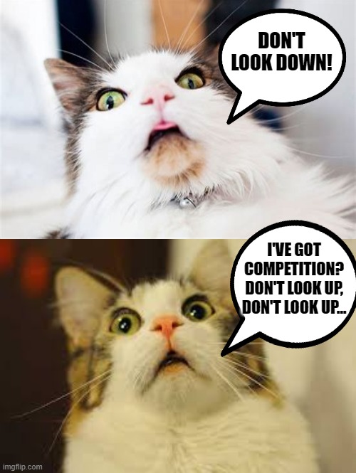 New Cat In Town | DON'T LOOK DOWN! I'VE GOT COMPETITION?
DON'T LOOK UP, DON'T LOOK UP... | image tagged in surprised cat,memes,cat memes,funny,humor,cats | made w/ Imgflip meme maker