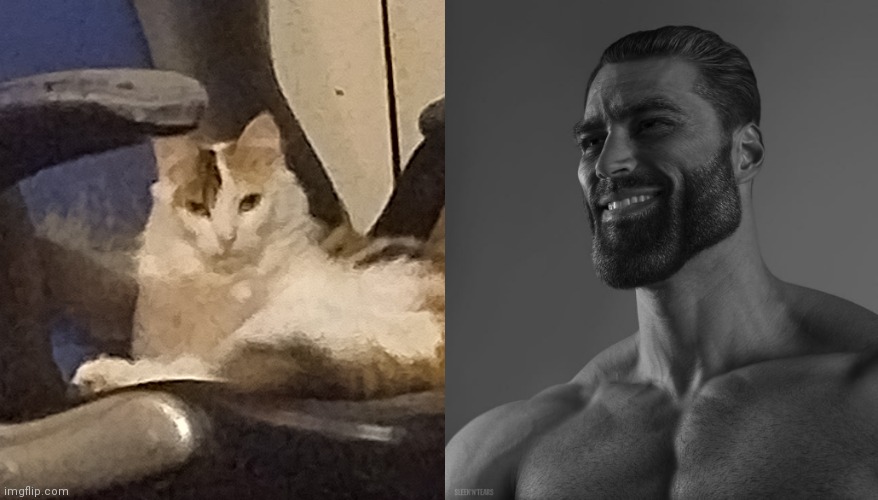 My cat lol | image tagged in giga chad | made w/ Imgflip meme maker