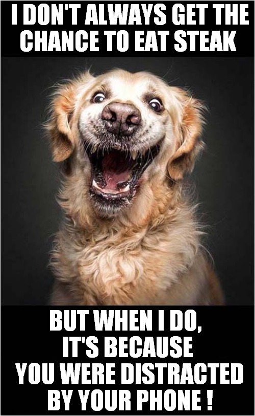 This Dog Has No Regrets ! | I DON'T ALWAYS GET THE
 CHANCE TO EAT STEAK; BUT WHEN I DO, 
IT'S BECAUSE
 YOU WERE DISTRACTED
 BY YOUR PHONE ! | image tagged in dogs,distraction,stealing,steak,no regrets | made w/ Imgflip meme maker