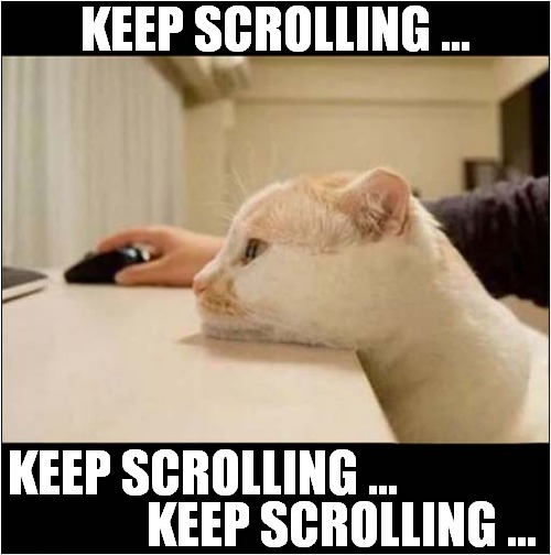Online Dating For Cats ! | KEEP SCROLLING ... KEEP SCROLLING ... KEEP SCROLLING ... | image tagged in cats,online dating,keep scrolling | made w/ Imgflip meme maker