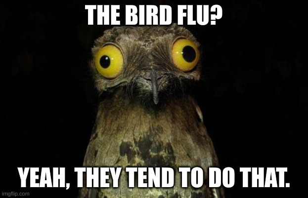 Of course it flu! | THE BIRD FLU? YEAH, THEY TEND TO DO THAT. | image tagged in memes | made w/ Imgflip meme maker