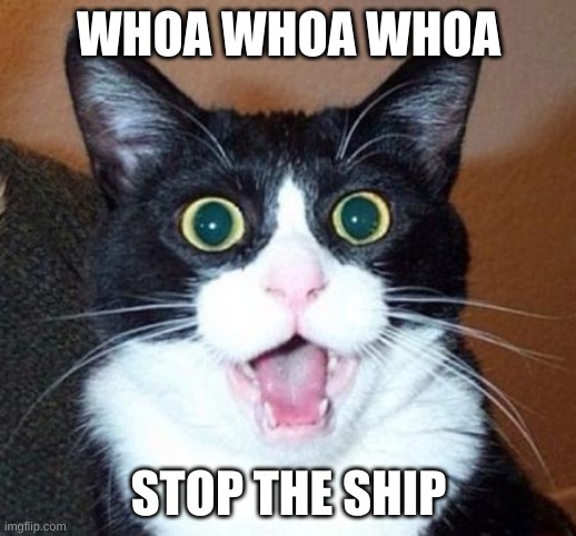 Surprised cat lol | WHOA WHOA WHOA STOP THE SHIP | image tagged in surprised cat lol | made w/ Imgflip meme maker
