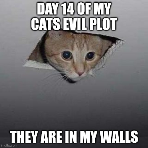 my cat is planning an assination | DAY 14 OF MY CATS EVIL PLOT; THEY ARE IN MY WALLS | image tagged in memes,ceiling cat | made w/ Imgflip meme maker
