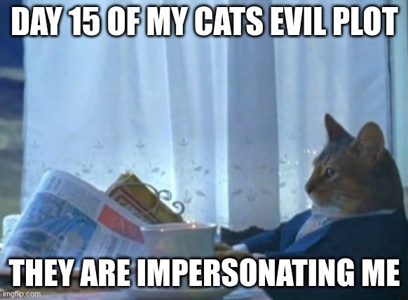I Should Buy A Boat Cat | DAY 15 OF MY CATS EVIL PLOT; THEY ARE IMPERSONATING ME | image tagged in memes,i should buy a boat cat | made w/ Imgflip meme maker
