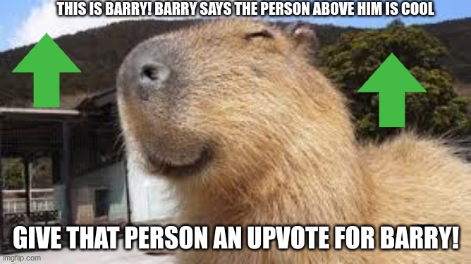 barry | THIS IS BARRY! BARRY SAYS THE PERSON ABOVE HIM IS COOL; GIVE THAT PERSON AN UPVOTE FOR BARRY! | image tagged in capybara | made w/ Imgflip meme maker