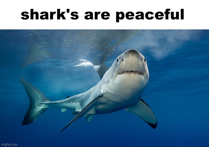 shark's are peaceful | made w/ Imgflip meme maker
