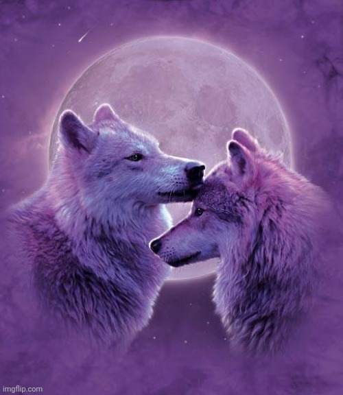 Wolf lovers | image tagged in wolf lovers | made w/ Imgflip meme maker