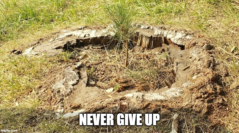 Never give up | NEVER GIVE UP | image tagged in never give up | made w/ Imgflip meme maker