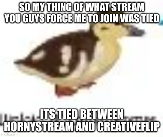 duploid | SO MY THING OF WHAT STREAM YOU GUYS FORCE ME TO JOIN WAS TIED; ITS TIED BETWEEN HORNYSTREAM AND CREATIVEFLIP | made w/ Imgflip meme maker