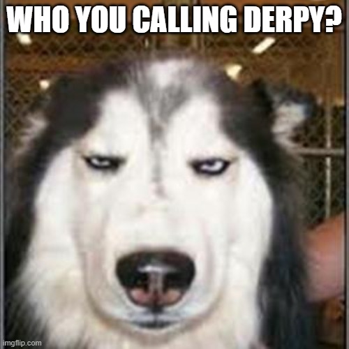 original pissed off husky | WHO YOU CALLING DERPY? | image tagged in original pissed off husky | made w/ Imgflip meme maker