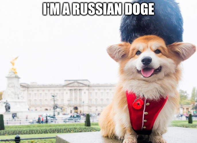 wrong answers only tell in comments | I'M A RUSSIAN DOGE | image tagged in dog | made w/ Imgflip meme maker