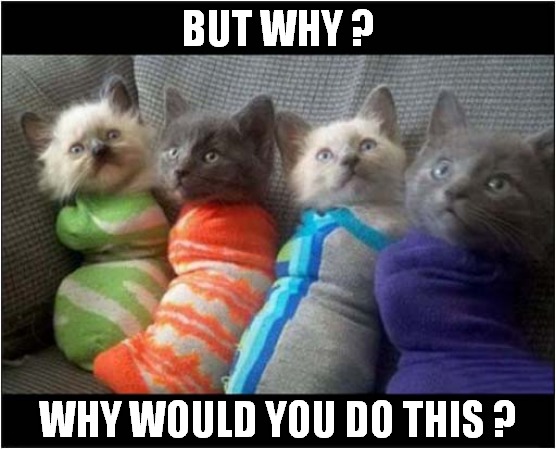 Kittens In Socks ! | BUT WHY ? WHY WOULD YOU DO THIS ? | image tagged in cats,kittens,socks,but why why would you do that | made w/ Imgflip meme maker