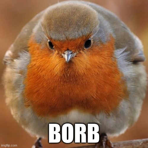 BORB | BORB | image tagged in borb | made w/ Imgflip meme maker