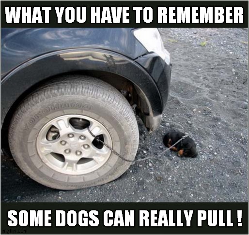 That Puppy Is Well Secured ! | WHAT YOU HAVE TO REMEMBER; SOME DOGS CAN REALLY PULL ! | image tagged in dogs,puppy,secured,pulling | made w/ Imgflip meme maker