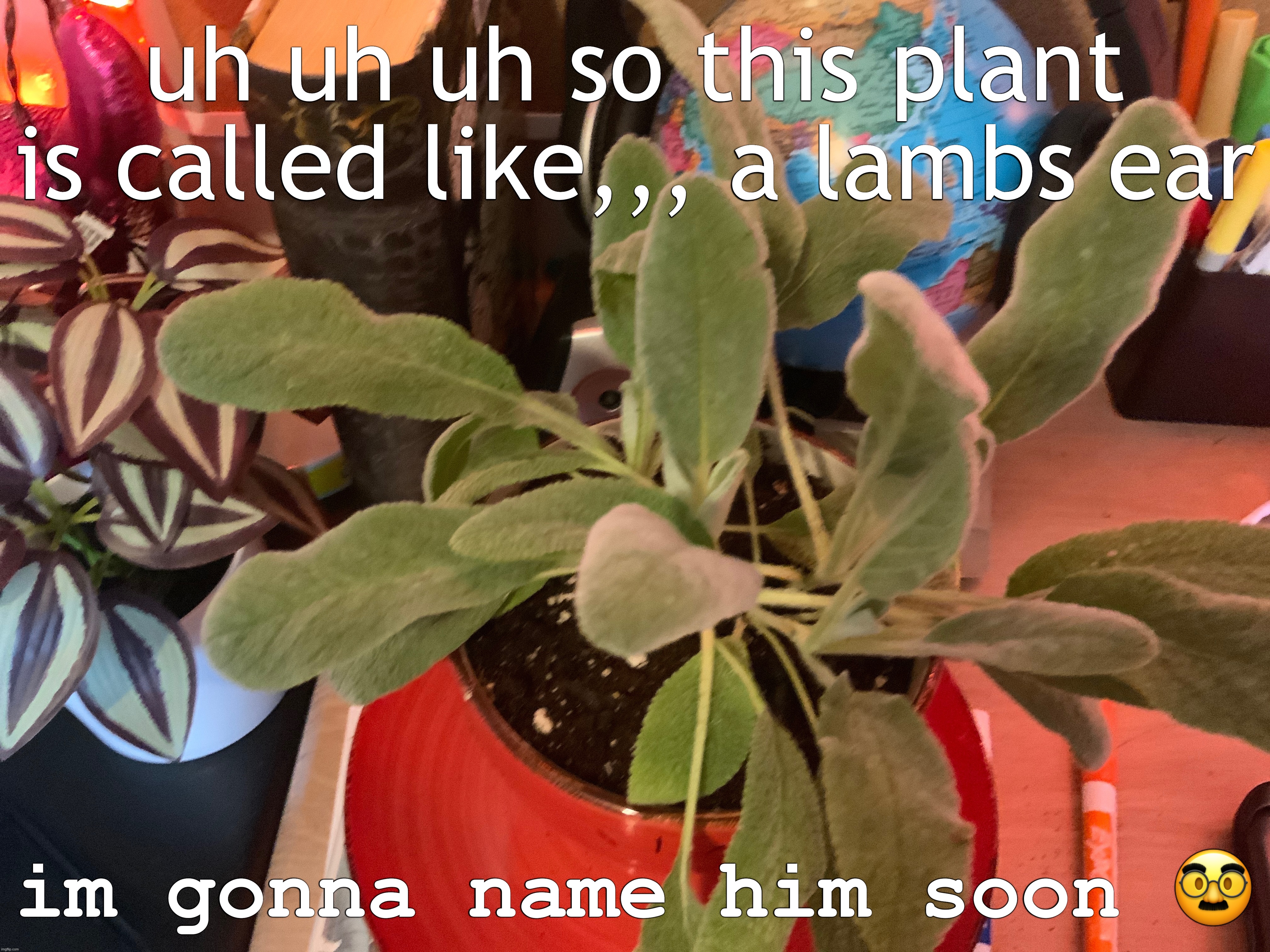 real | uh uh uh so this plant is called like,,, a lambs ear; im gonna name him soon 🥸 | made w/ Imgflip meme maker