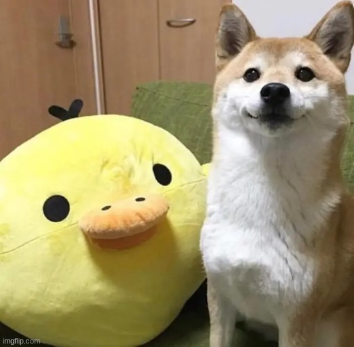 You're really gonna scroll past the Shiba without saying "Quack?" (IMAGE IS NOT MINE) | image tagged in shiba inu,wholesome,cute dog,shiba | made w/ Imgflip meme maker