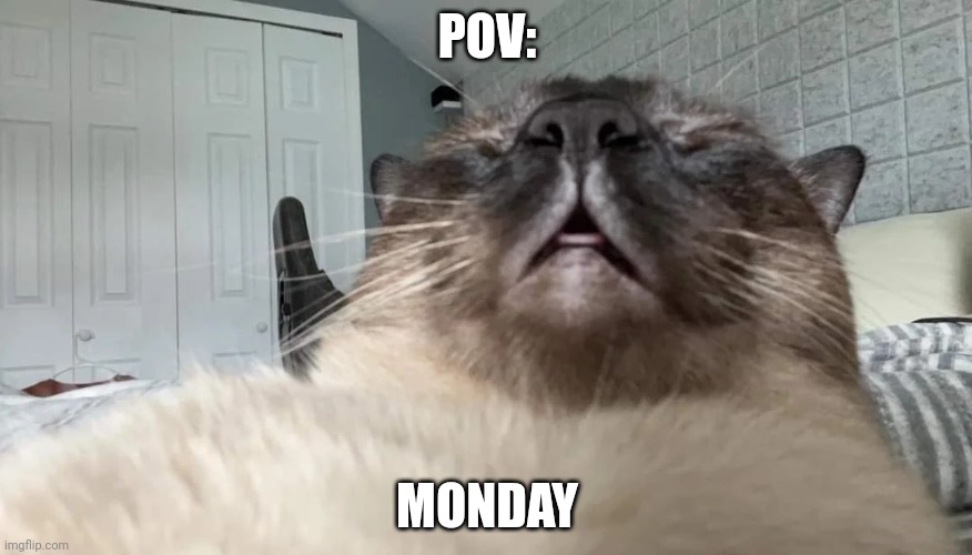 Cate | POV:; MONDAY | image tagged in cate | made w/ Imgflip meme maker