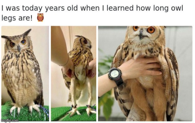 image tagged in owls,i was today years old when,wow,fun,cool | made w/ Imgflip meme maker