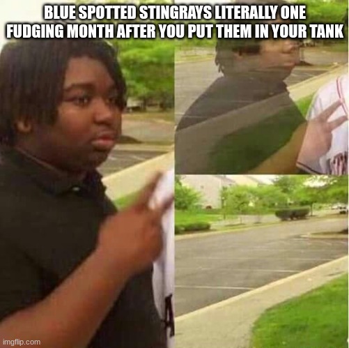 From what I've heard, blue spotted stingrays just cease to exist even if you plan an aquarium around them | BLUE SPOTTED STINGRAYS LITERALLY ONE FUDGING MONTH AFTER YOU PUT THEM IN YOUR TANK | image tagged in disappearing,aquarium,why,pain | made w/ Imgflip meme maker