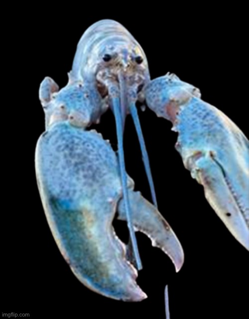 LOBSTER | image tagged in hattie the cotton candy blue lobster staring at you,blue | made w/ Imgflip meme maker