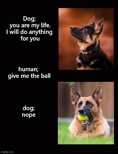gimme the ball ...  nope... | image tagged in dogs and tennis balls | made w/ Imgflip meme maker