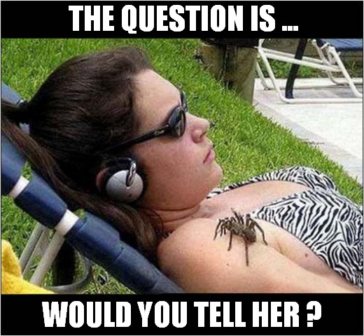 A Moral Dilemma ! | THE QUESTION IS ... WOULD YOU TELL HER ? | image tagged in moral dilemma,spider,would you,front page | made w/ Imgflip meme maker