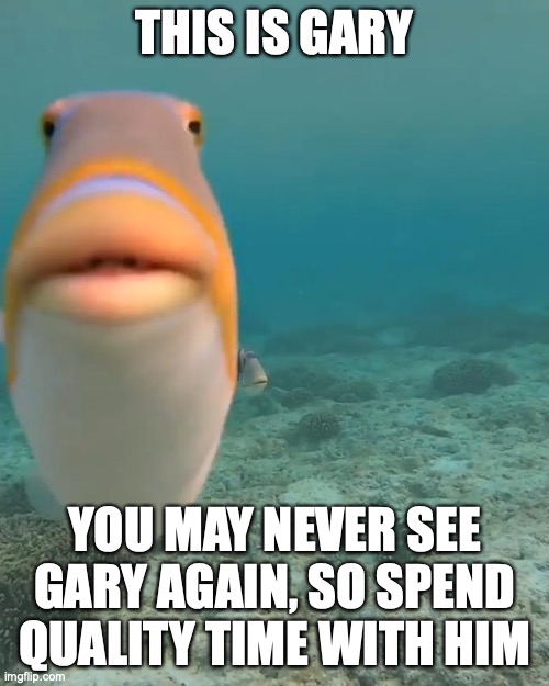 Gary | THIS IS GARY; YOU MAY NEVER SEE GARY AGAIN, SO SPEND QUALITY TIME WITH HIM | image tagged in staring fish | made w/ Imgflip meme maker