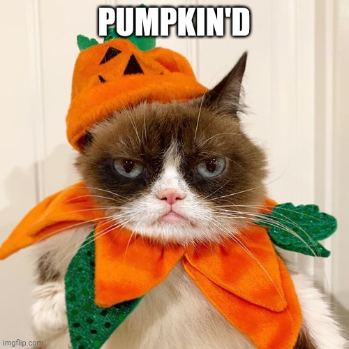 Grumpy Cat Halloween | PUMPKIN'D | image tagged in grumpy cat halloween | made w/ Imgflip meme maker