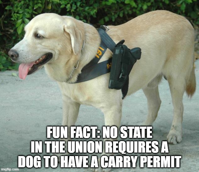 FUN FACT: NO STATE IN THE UNION REQUIRES A DOG TO HAVE A CARRY PERMIT | image tagged in dogs,guns,firearms,dog memes,second amendment,open carry | made w/ Imgflip meme maker
