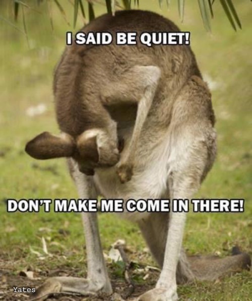 Kangaroo |  Yates | image tagged in kangaroo | made w/ Imgflip meme maker