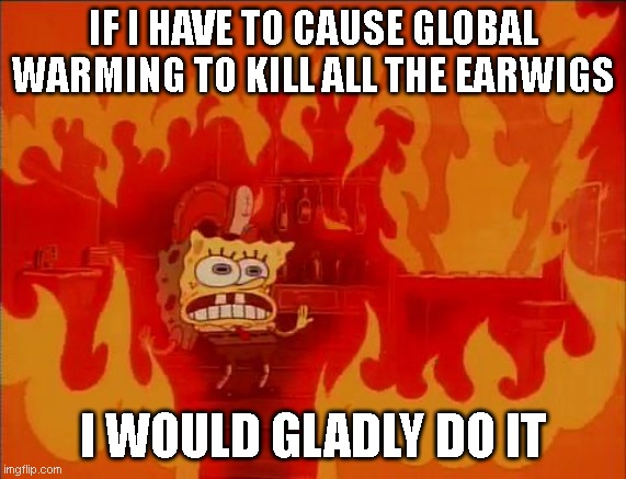 Burning Spongebob | IF I HAVE TO CAUSE GLOBAL WARMING TO KILL ALL THE EARWIGS; I WOULD GLADLY DO IT | image tagged in burning spongebob | made w/ Imgflip meme maker