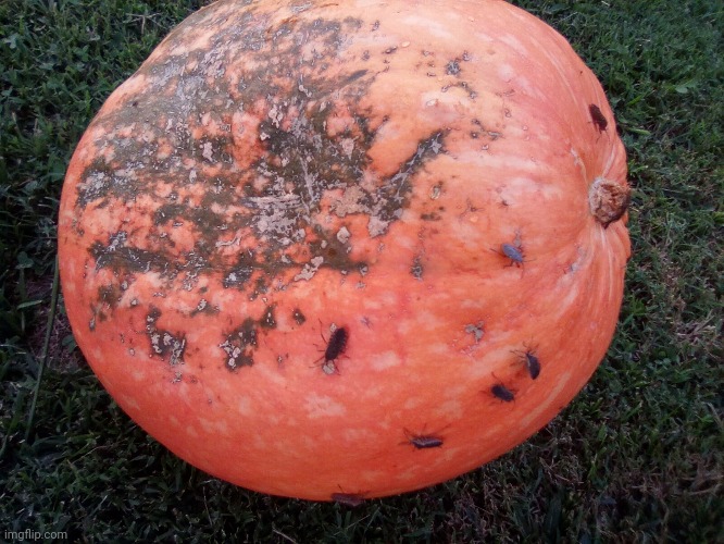 Pumpkin with bugs | image tagged in bug,pumpkin,many bug | made w/ Imgflip meme maker
