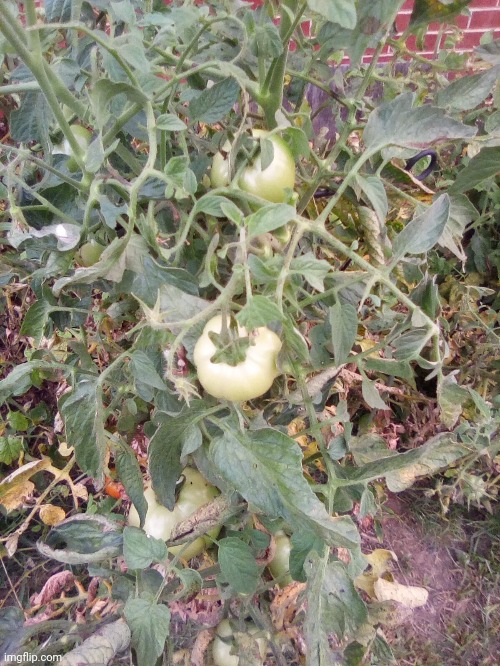 Green tomato | made w/ Imgflip meme maker