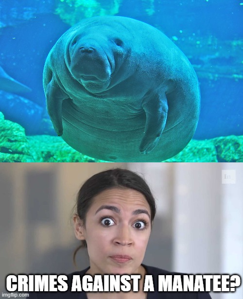 CRIMES AGAINST A MANATEE? | image tagged in calming manatee,aoc stumped | made w/ Imgflip meme maker