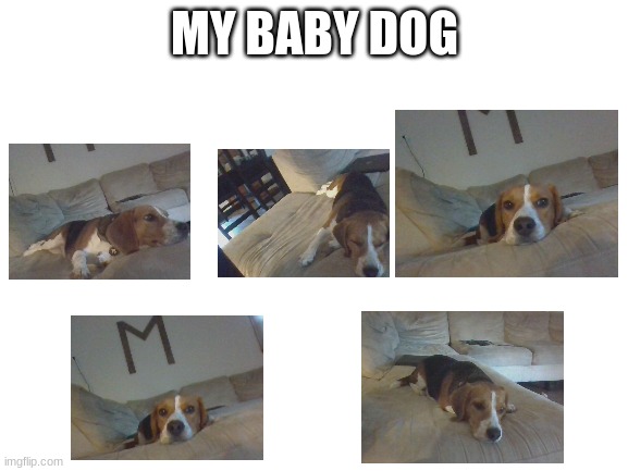 Blank White Template |  MY BABY DOG | image tagged in blank white template | made w/ Imgflip meme maker