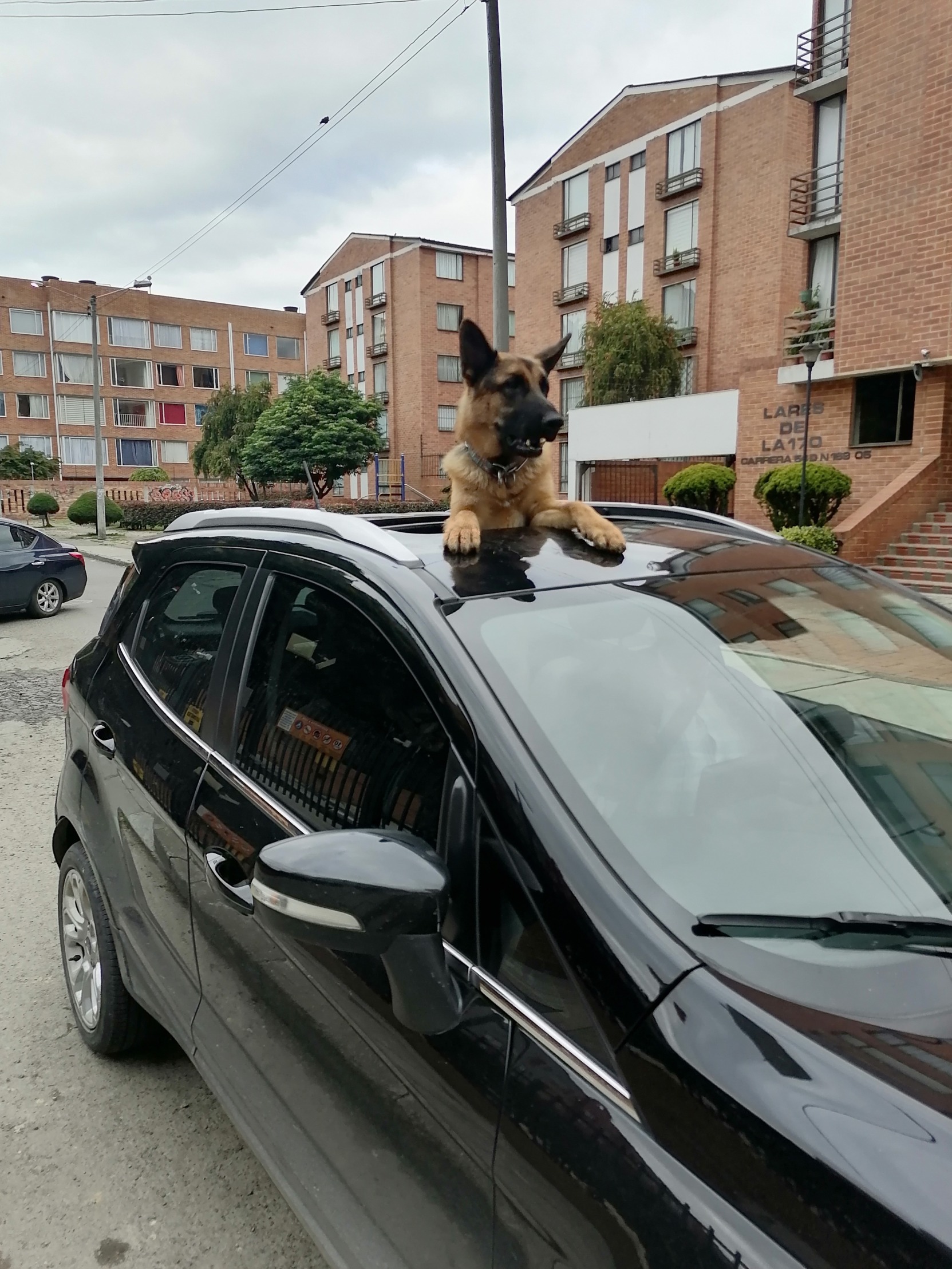 High Quality Dog in a sunroof Blank Meme Template