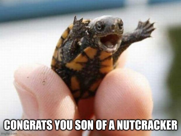 happy baby turtle | CONGRATS YOU SON OF A NUTCRACKER | image tagged in happy baby turtle | made w/ Imgflip meme maker