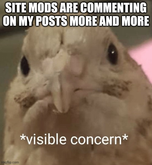 visible concern bird | SITE MODS ARE COMMENTING ON MY POSTS MORE AND MORE | image tagged in visible concern bird | made w/ Imgflip meme maker