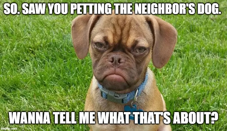Petting the Neighbor's Dog |  SO. SAW YOU PETTING THE NEIGHBOR'S DOG. WANNA TELL ME WHAT THAT'S ABOUT? | image tagged in angry dog,pets,dog,funny pets,neighbor's dog,grumpy cat | made w/ Imgflip meme maker