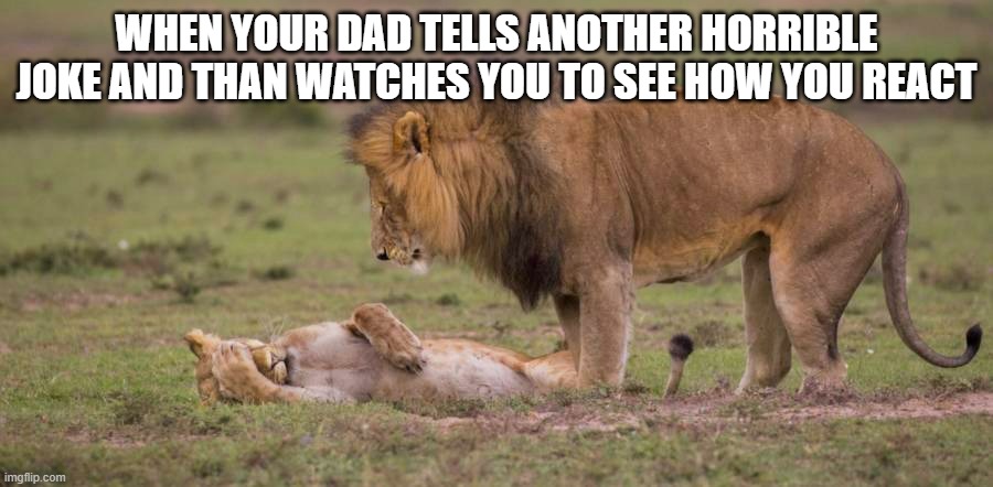 Dad Jokes | WHEN YOUR DAD TELLS ANOTHER HORRIBLE JOKE AND THAN WATCHES YOU TO SEE HOW YOU REACT | image tagged in dad jokes,lions,funny animals,jokes | made w/ Imgflip meme maker