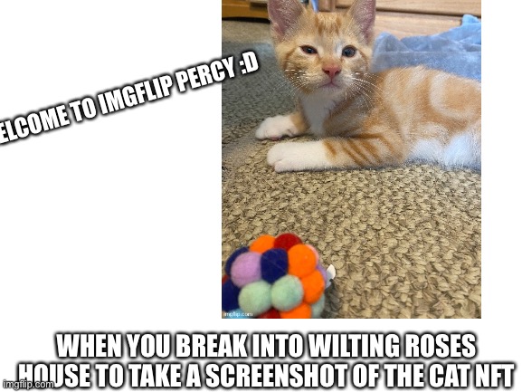 Blank White Template | WELCOME TO IMGFLIP PERCY :D; WHEN YOU BREAK INTO WILTING ROSES HOUSE TO TAKE A SCREENSHOT OF THE CAT NFT | image tagged in blank white template | made w/ Imgflip meme maker