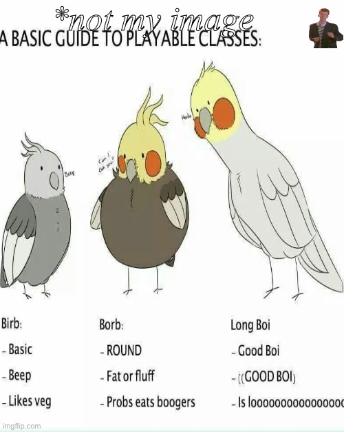 *not my image | *not my image | image tagged in birb | made w/ Imgflip meme maker