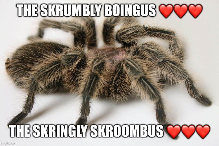 I love my blumpy bloongus | THE SKRUMBLY BOINGUS ❤️❤️❤️; THE SKRINGLY SKROOMBUS ❤️❤️❤️ | image tagged in tarantula | made w/ Imgflip meme maker