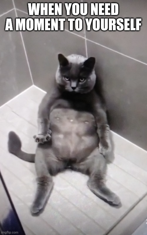 Cat sits up in the shower stall | WHEN YOU NEED A MOMENT TO YOURSELF | image tagged in cat,funny memes | made w/ Imgflip meme maker
