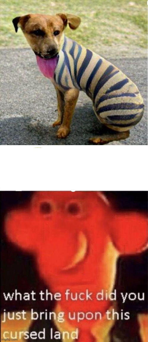 image tagged in wallace cursed land,stripy dog,funny | made w/ Imgflip meme maker