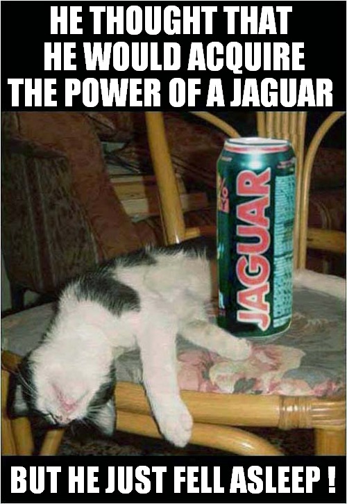 Didn't Do What It Said On The Tin ! | HE THOUGHT THAT  HE WOULD ACQUIRE
THE POWER OF A JAGUAR; BUT HE JUST FELL ASLEEP ! | image tagged in cats,jaguar,disappointed,sleep | made w/ Imgflip meme maker