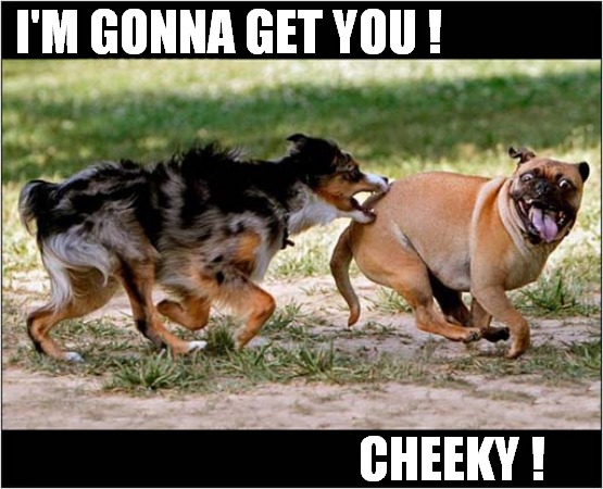 Dogs Playing Together ! | I'M GONNA GET YOU ! CHEEKY ! | image tagged in dogs,playing,cheeky | made w/ Imgflip meme maker