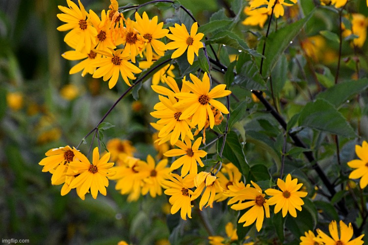 daisies at dawn on first ave. | made w/ Imgflip meme maker