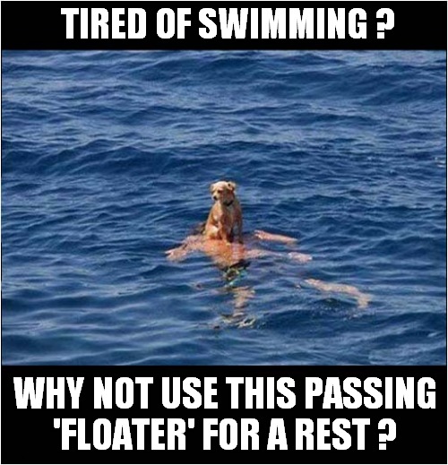 Doggy Paddling ! | TIRED OF SWIMMING ? WHY NOT USE THIS PASSING
'FLOATER' FOR A REST ? | image tagged in dog,dead,body,float,dark humour | made w/ Imgflip meme maker
