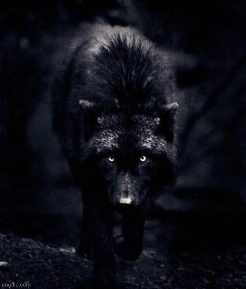 Black Wolf | image tagged in black wolf | made w/ Imgflip meme maker